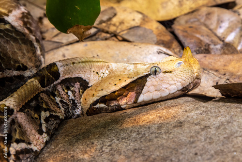 West African Gaboon viper (Bitis rhinoceros) is a viper species endemic to West Africa. Like all vipers, it is venomous. It has a distinctive set of enlarged nasal scales like a pair of horns on nose.