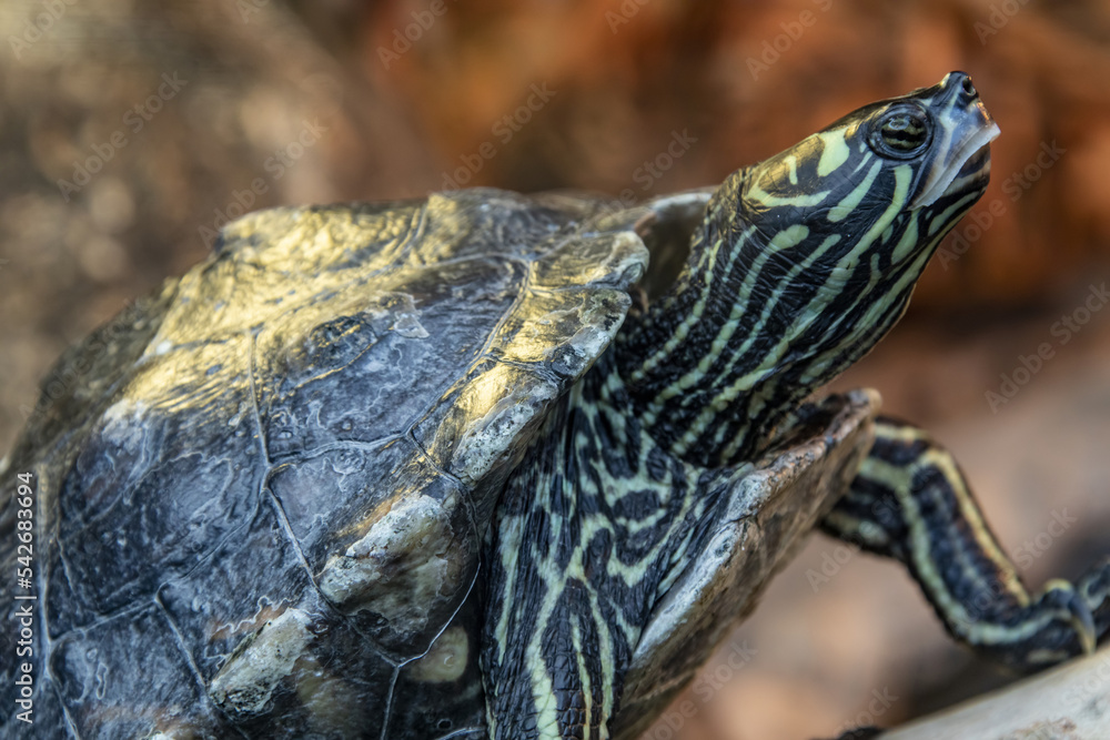 The yellow-blotched map turtle (Graptemys flavimaculata) is a species 