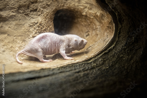 Фотография The closeup image of Naked mole-rat (Heterocephalus glaber)
