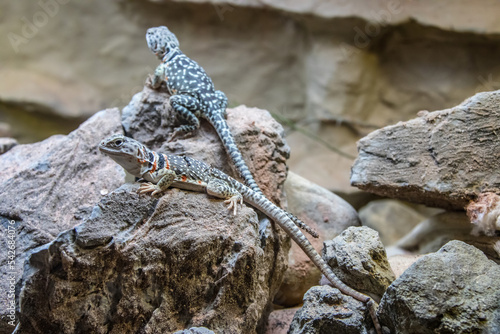 The common collared lizard (Crotaphytus collaris) is a North American species of lizard in the family Crotaphytidae. The name comes from the lizard's distinct coloration. photo