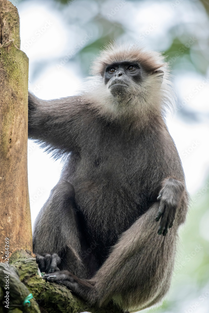 The purple-faced langur (Semnopithecus vetulus)  is a species of Old World monkey that is endemic to Sri Lanka. The animal is a long-tailed arboreal species, identified by a mostly brown dark face.