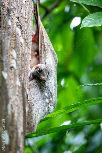 A baby wild Sunda flying lemur (Galeopterus variegatus) found in public area of Singapore Zoo. 
It is covered by its mum. 
is not a lemur and does not fly. Instead, it glides as it leaps among trees.  photo