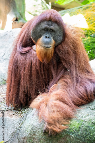 the closeup image of an adult male Sumatran orangutan 