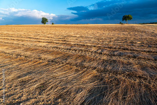 Rouissage de champ de lin. Paysage de plaine sous un ciel orageux le soir photo