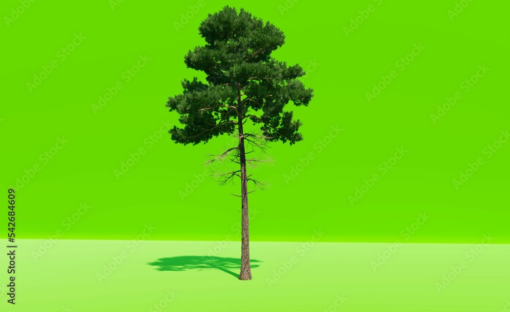 Obraz premium Big tree on green screen Chromakey. 3d rendering. 