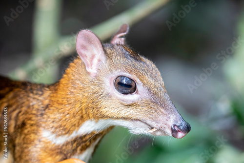 the closeup image of Lesser mouse-deer(Tragulus kanchil)
The smallest known hoofed mammal,found widely across Southeast Asia.  photo
