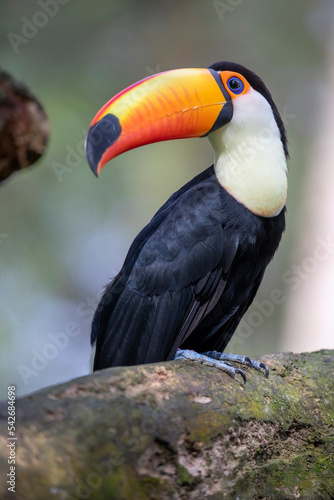 The toco toucan (Ramphastos toco)is the largest and probably the best known species in the toucan family. It is found in semi-open habitats throughout a large part of  South America. © Danny Ye