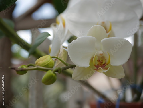Foto Anggrek Putih dan Kuning - White with Yellow Orchid - Phalaenopsis aphrodite - R
