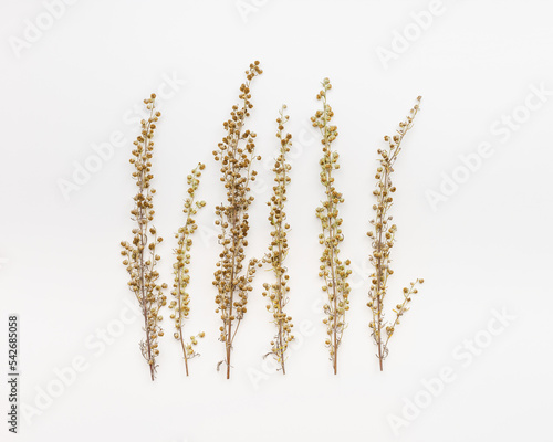 Foto Close up dried plant Artemisia with yellow flowers on light white color background