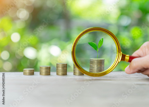 Magnifi zoom tree on coin stack concept of grow saving on out of focus background. photo