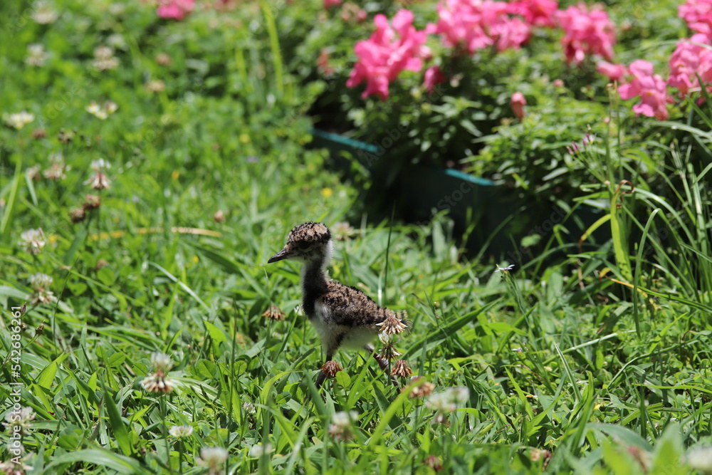 Fototapeta premium Passáro / Quero-Quero / Ave