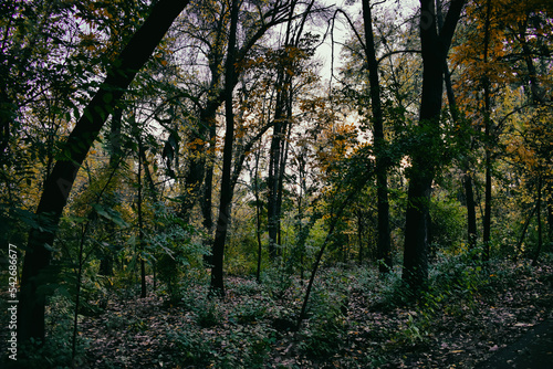Autumn in the woods © Muhabbat