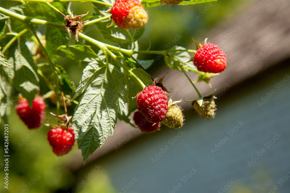 Ripe and unripe raspberry in the fruit garden. Growing natural bush of raspberry. Branch of raspberry in sunlight. Ripe and unripe raspberry in the fruit garden. Growing natural bush of raspberry. Branch of raspberry in sunlight.