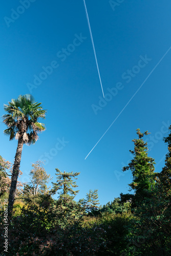 Palm tree, tropical bushes of greenery and crossing plane trails against a clear blue sky