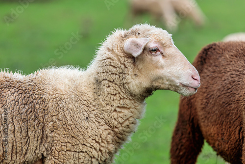 sheep portrait in a field