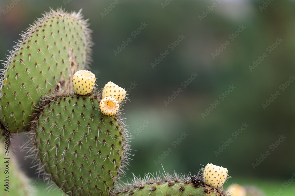 Stockfoto Cactus Opuntia leucotricha Plant with Spines Close Up. Green