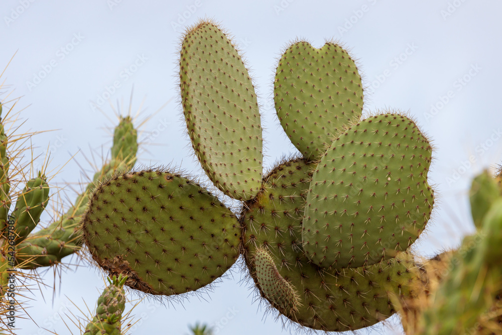 Cactus Opuntia leucotricha Plant with Spines Close Up. Green plant ...