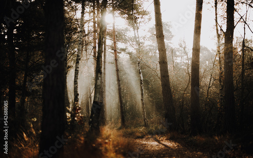 Fototapeta Naklejka Na Ścianę i Meble -  Wald bei Sonnenaufgang und Nebel