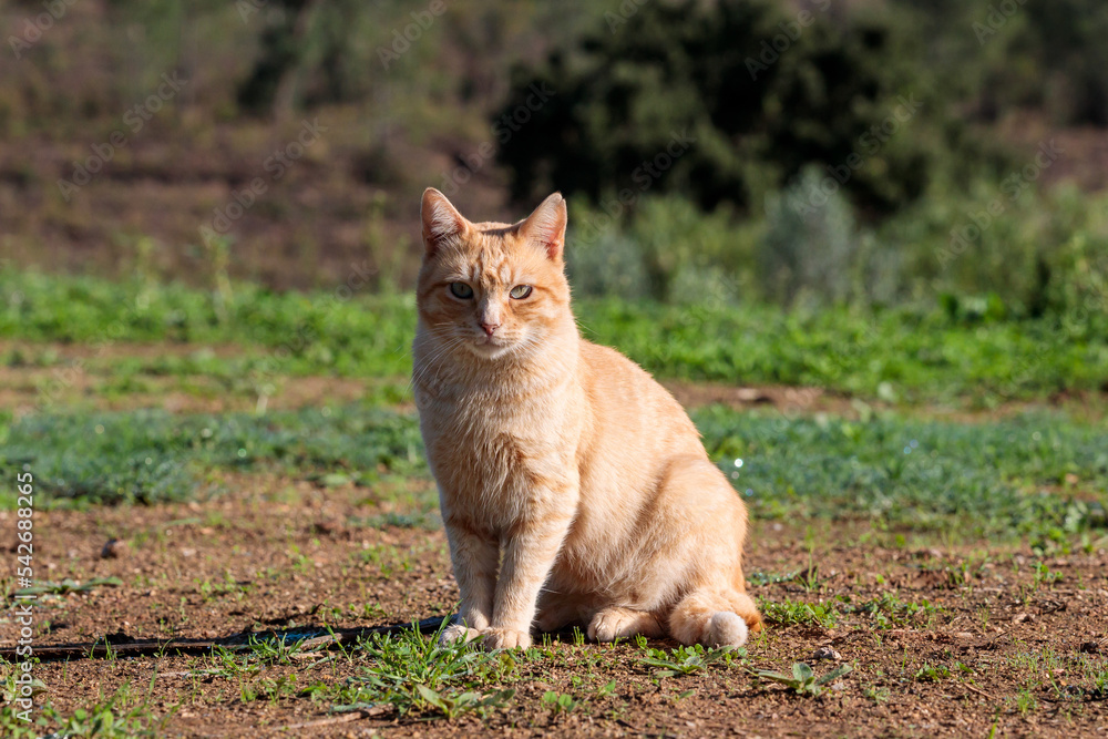 Cleverly Camouflaged Red Cat Sitting on a Dry Meadow