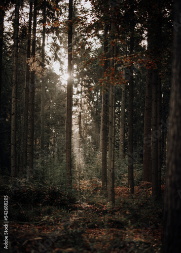 Sonnenaufgang im Wald