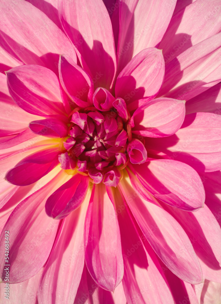 Macro of pink dahlia flower. Beautiful pink daisy flower with pink petals. Chrysanthemum with vibrant petals. Floral close up. Pink aesthetic. Floral pattern. Autumn garden. Romance card, layout. Macro of pink dahlia flower. Beautiful pink daisy flower with pink petals. Chrysanthemum with vibrant petals. Floral close up. Pink aesthetic. Floral pattern. Autumn garden. Romance card, layout.