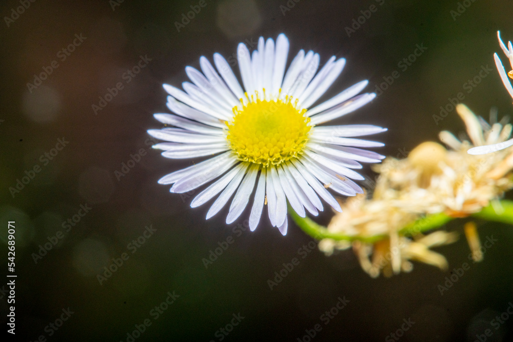 Close-up of forest chamomile