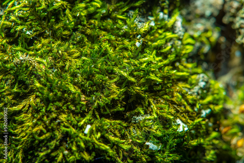 Close-up of tree bark with green moss.