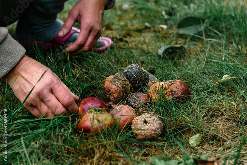 A woman's hand collects a rotten apple on the grass near a tree.
