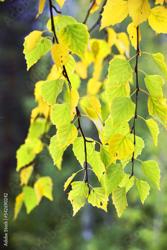 Autumn colors in the Ural forest