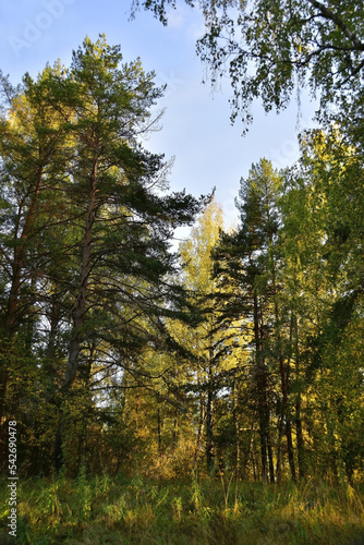 Autumn colors in the Ural forest