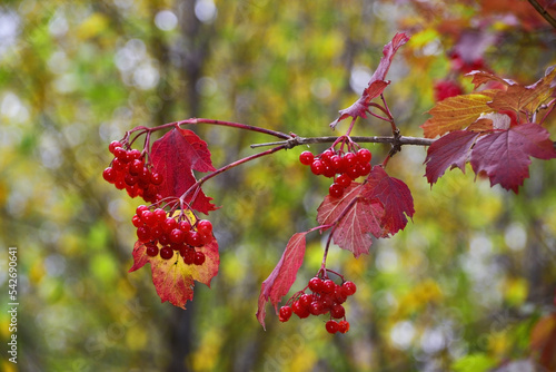 Ripe bright red bunches of viburnum berries
