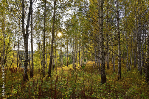 Autumn colors in the Ural forest