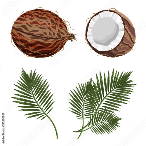 A set of coconut fruit whole and half,tropical leaves isolated on a white background.Vector illustration for textiles,cosmetic packaging,food.