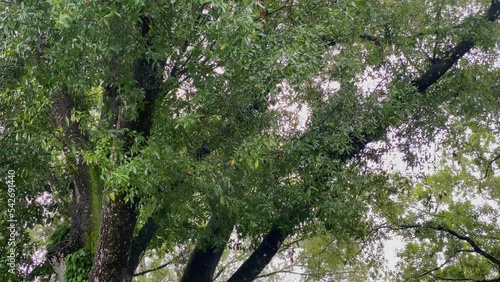 Wallpaper Mural Outdoor Close Up Shot Of Tree Branches Blowing in Rainy Weather During Hurrican Ian in Tampa Bay Florida Torontodigital.ca