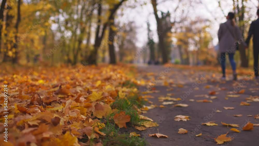 Attractive Couple walking alone Through The Autumn Park and Holding Hands
Attractive Couple walking alone Through The Autumn Park and Holding Hands