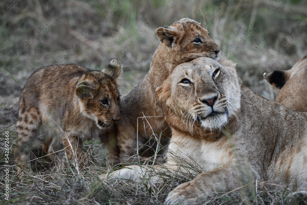 Fototapeta premium Löwen im Amboseli und Masai Mara Nationalpark
