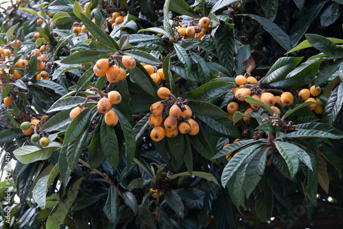 Foto Japanese loquat with ripe fruits