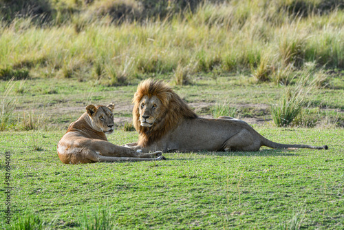 Löwen im Amboseli und Masai Mara Nationalpark