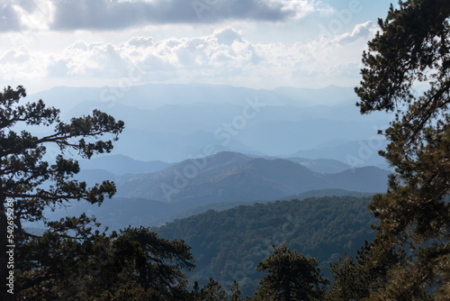 Coniferous forest in the mountains and peaks view
