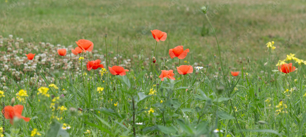A wide photo of a meadow with red poppy flowers growing in the grass.