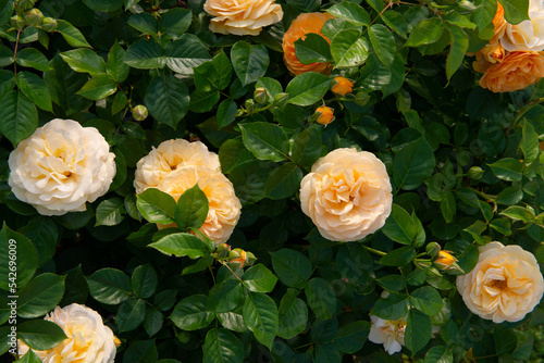 Julia Child Roses - absolutely Fabulous rose, golden floribunda rose blooming with yellow flowers in garden or park at spring
