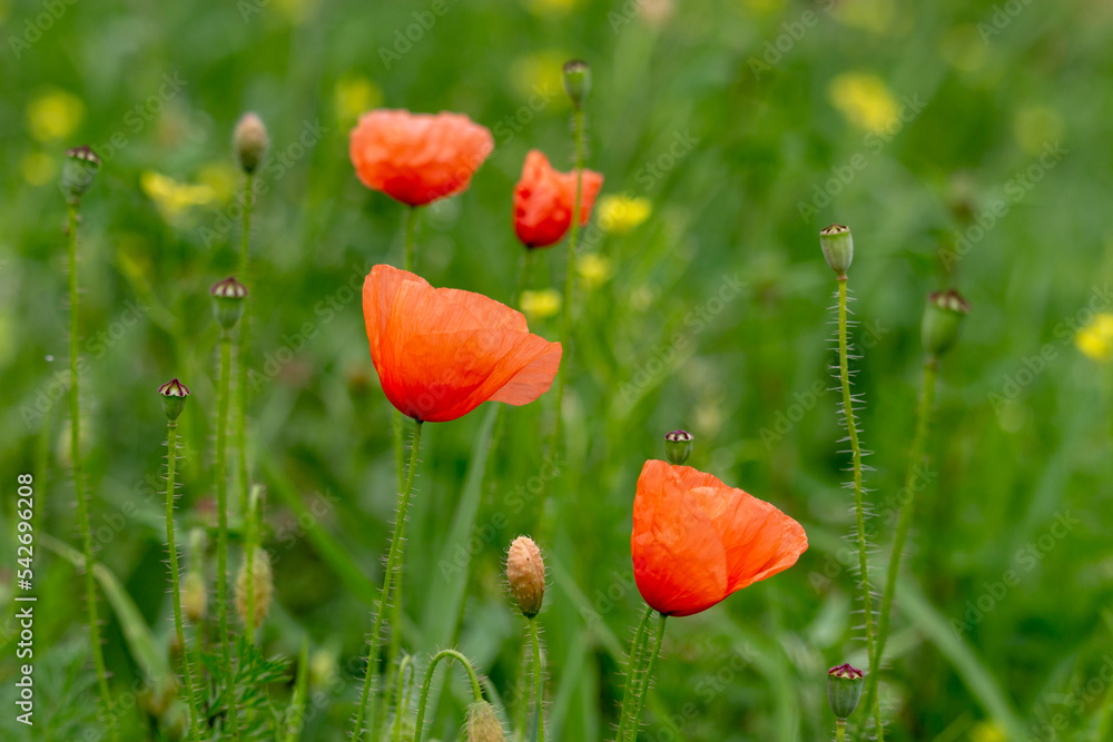 Fototapeta premium Red poppies on a green meadow. Close up of flowers in a meadow.