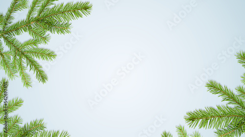 background of fir branches on a light gray background, top view