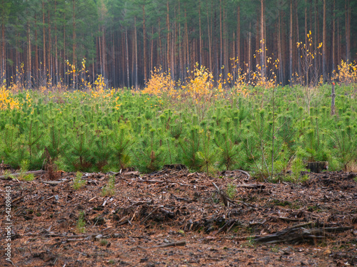 Fotografi planting a new forest