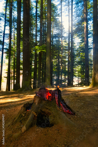 A burning tree stump.