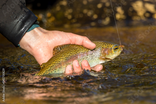 Fototapeta Naklejka Na Ścianę i Meble -  fisherman catching a rainbow trout with his hand