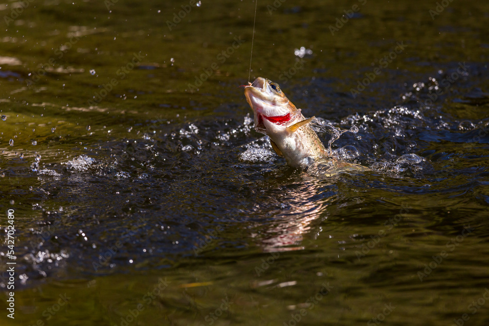 Obraz premium huge rainbow trout jumping on a fishing line