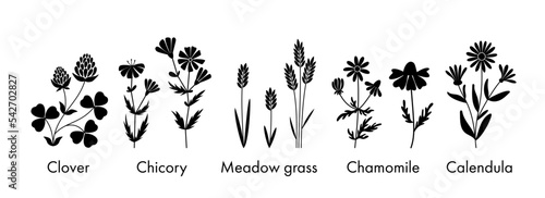 Set of botanical silhouettes, vector wildflowers and meadow grasses