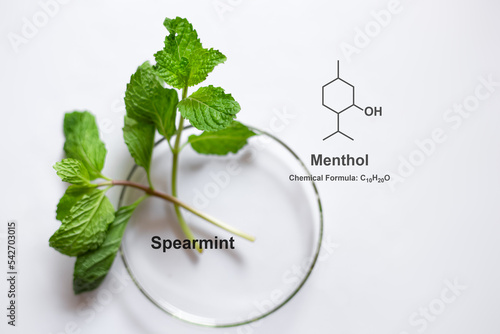 Chemical structure of menthol compound from spearmint tree, menthol is a major compound in a plant of melissa species. Fresh spearmint tree closeup on a glass dish. photo