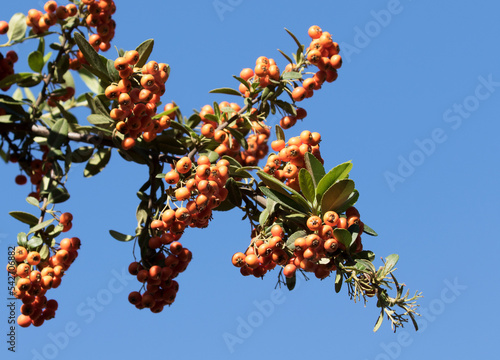 Berries of the scarlet firethorn shrub photo